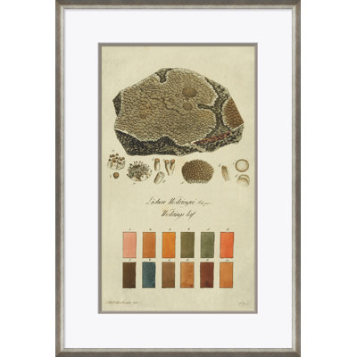 Lichen Studies, John Peter Westring, 1808 Giclee Print by Paul Cezanne