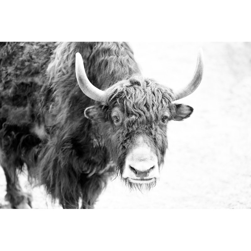 Buffalo Forward - Wrapped Canvas Painting, 101 cm H x 152 cm W x 3.81cm D