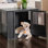 Cage pour chien durable avec placement de porte flexible