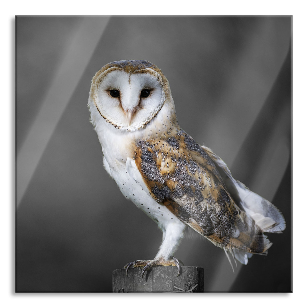 Glasbild Wonderful Barn Owl