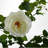 Plastic, Silk Rose Arrangement in Pot