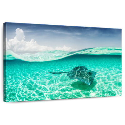 Brampt Manta Ray Underwater