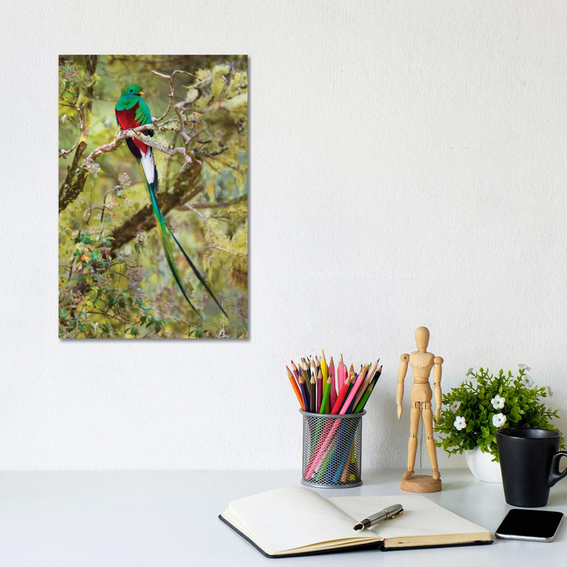 Resplendent Quetzal Perching On Branch, Talamanca Mountains, Costa Rica - Wrapped Canvas Print, 20.32 cm H x 30.48 cm W