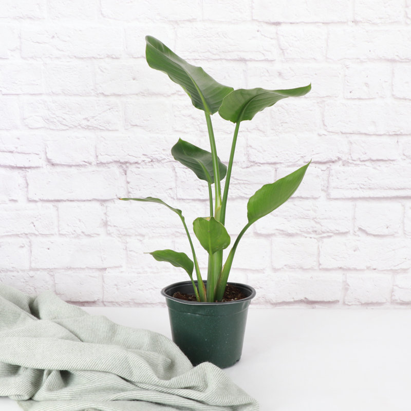 Live Bird of Paradise Plant, 6" Diameter