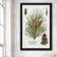 Épinette botanique par Kelly Donovan - Peinture-130562242-130562250