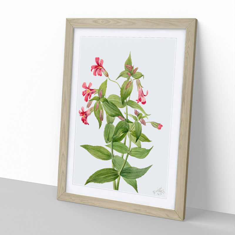 Lewis Monkey Flower by Mary Vaux Walcott - Picture Frame Painting, 48cm H x 36cm W x 2cm D, Oak Framed