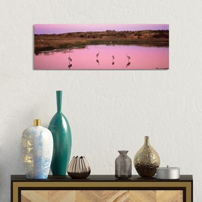 Sandhill Cranes In A Pond At A Celery Fields, Sarasota, Sarasota County, Florida, USA - Wrapped Canvas Panoramic Print