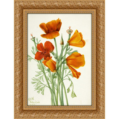 California Poppy (Eschscholtzia californica) (1935)