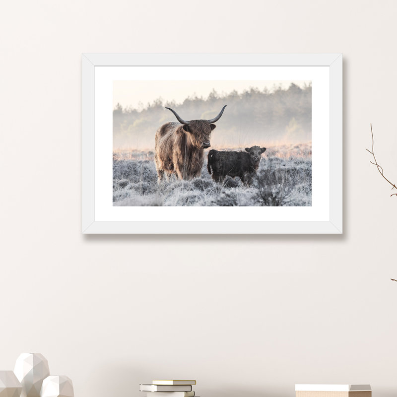 «Highlander and Calf», photographie, H 16 po x l 24 po x P 1 po, Papier avec cadre blanc