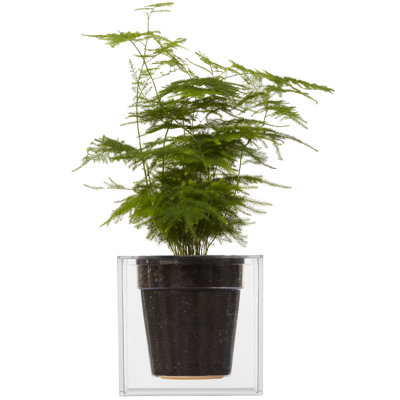 Feliciana  Pot Planter