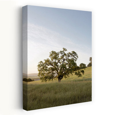 Oak Tree #87 - Photography Art