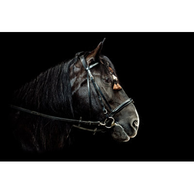 Horse Portrait by Pixalot - Wrapped Canvas Print