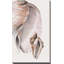 Tonal Shell on Cream II par Lanie Loreth - Peinture-790536765-790536764