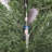 Eugyh 5FT Artificial Cypress Tree UV Resistant with Plastic Pot-1582246070