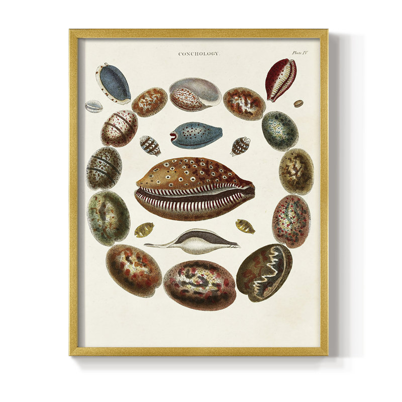 Spiral Shell Formation II, reproduction encadrée - bois massif, H 14 po x l 11 po