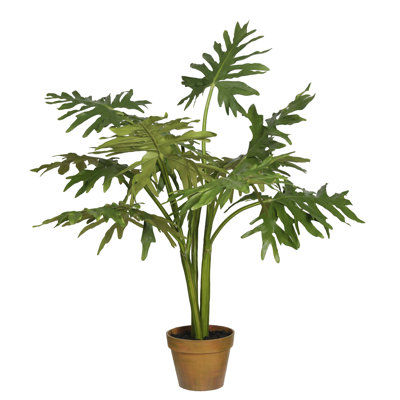 Clapp Monstera plante en pot