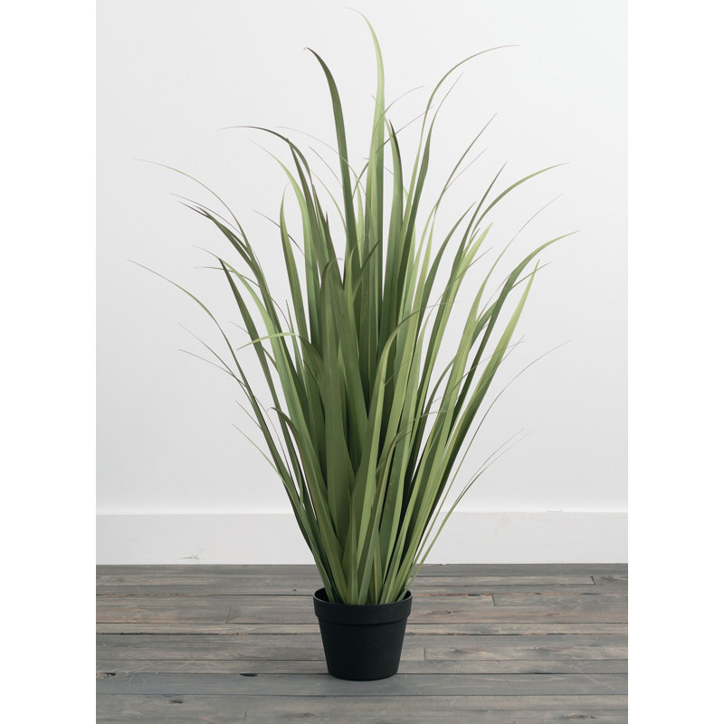 Herbe d’oignon en pot de fleurs