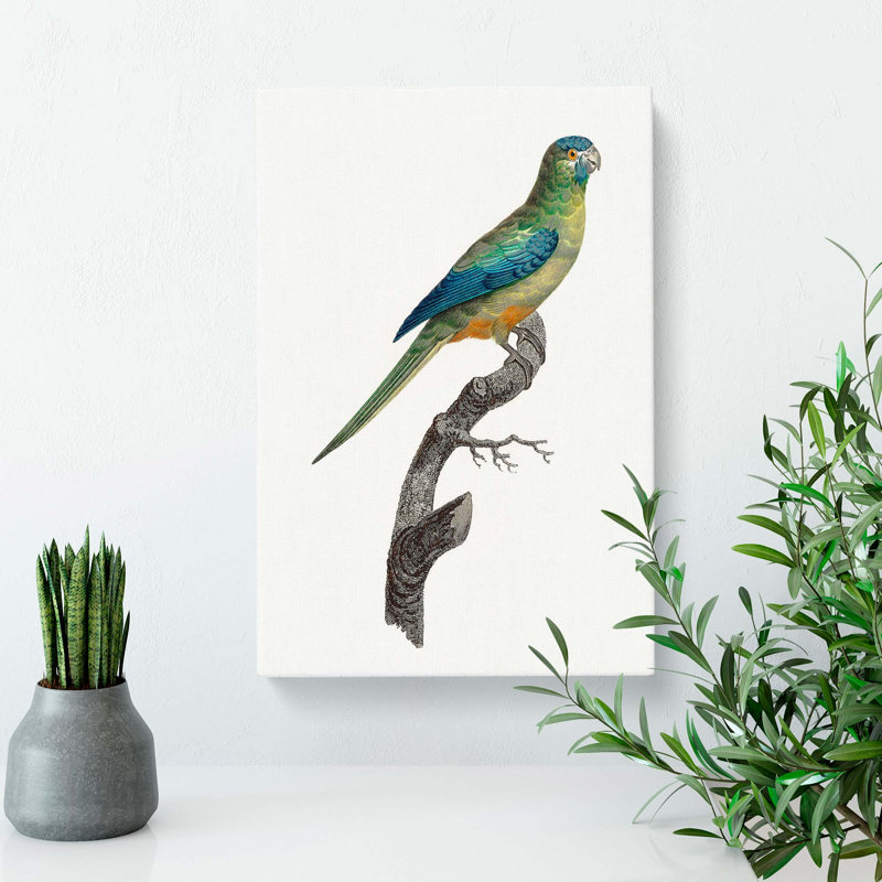 Ground Parakeet by F. Levaillant - Wrapped Canvas Painting, 60cm H x 40cm W x 3cm D