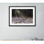 Tree Debris Print by Jakob Wagner-48621778-48621779