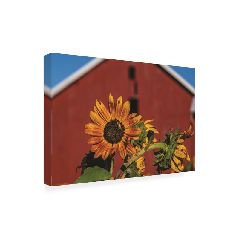 Art mural sur toile tendue - Kurt Shaffer «Sunflower on an vieille grange» pour décoration de salon, de chambre à coucher ou de bureau - 16 x 24