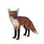 Statue de renard roux grandeur nature