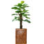 Plante à feuillage Panama