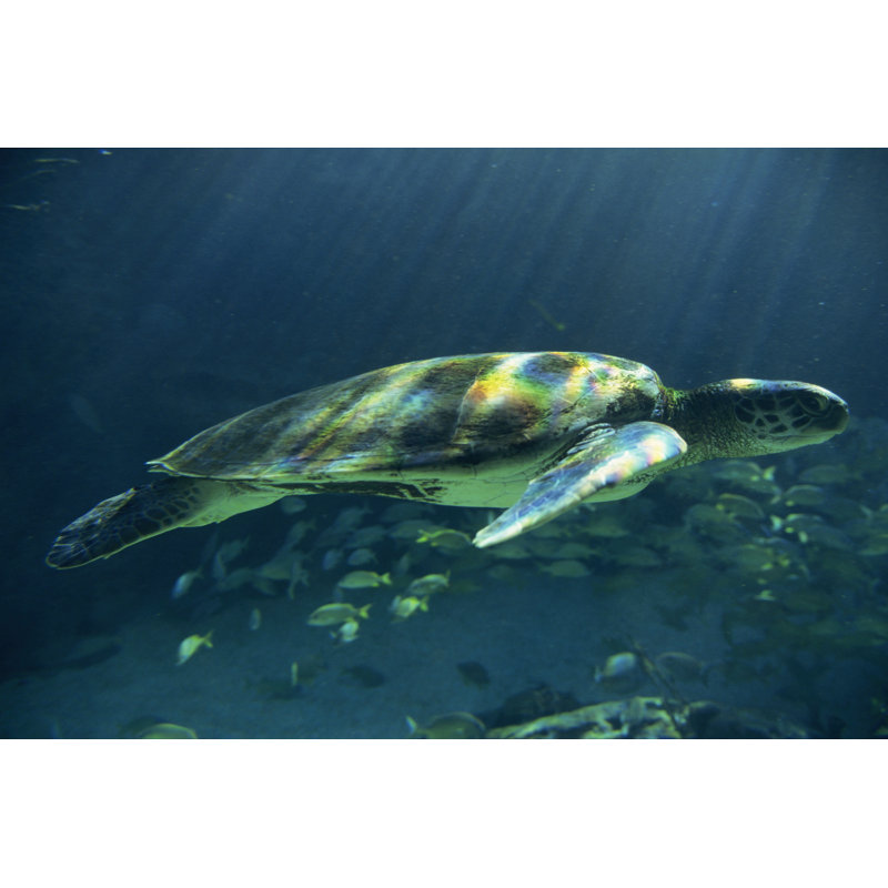 Tortues de mer Égée I, H 32 po x l 48 po x P 1 po