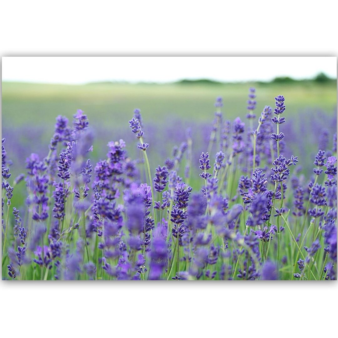 Leinwandbild Lavender Fields