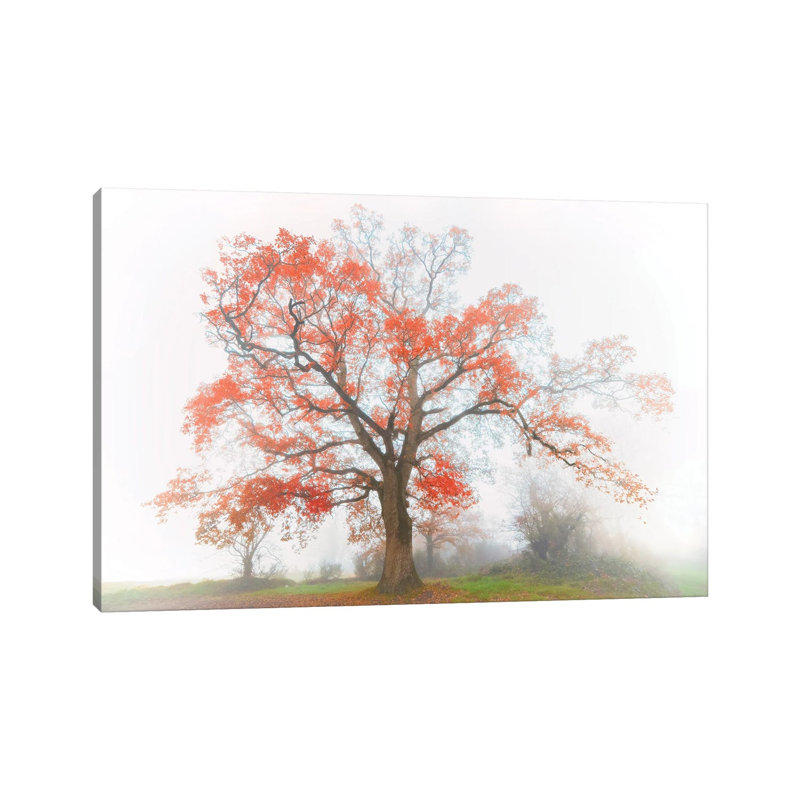 The Red Oak In The Myst by Philippe Manguin - Wrapped Canvas Print, 66.04 cm H x 45.72 cm W x 1.91 cm D