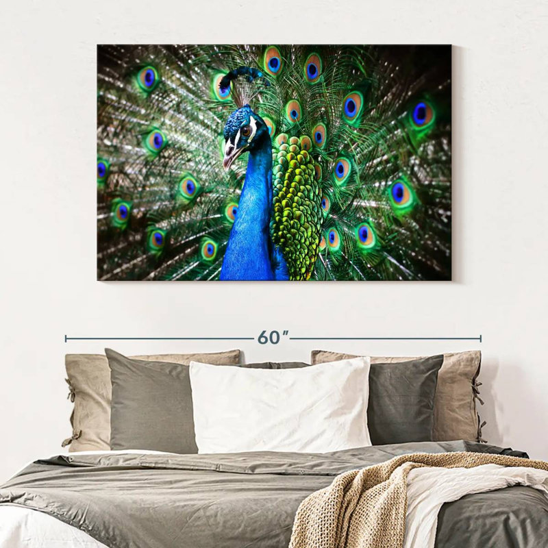 Brampt Peacock Show, 34" H x 51" W