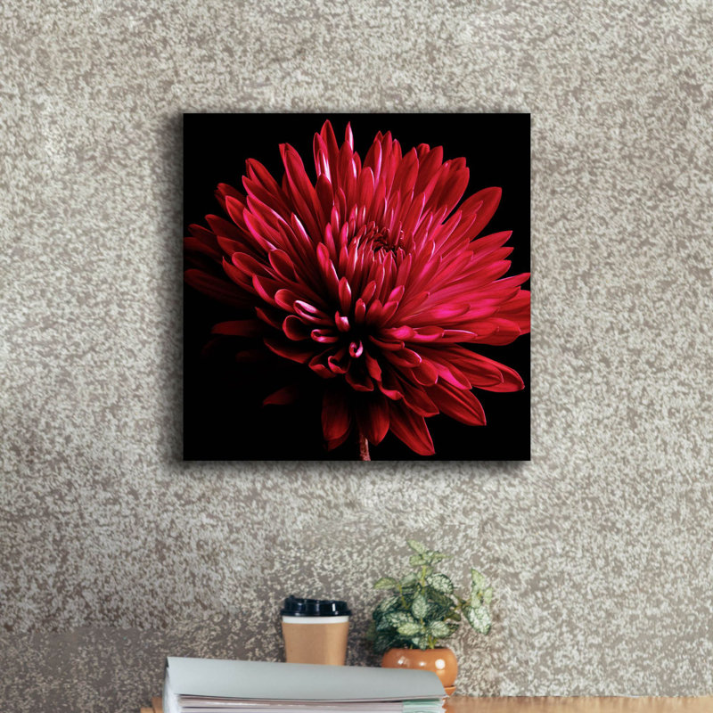 Chrysanthème rouge sur fond noir par Tom Quartermaine, H 18 po x l 18 po x P 0,75 po