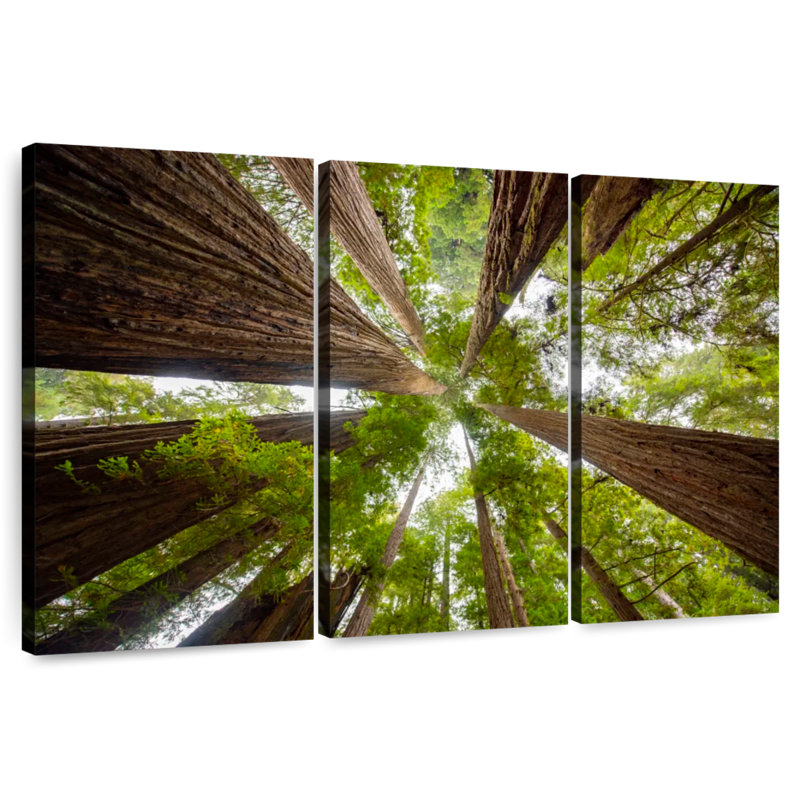Arbres séquoia vertigineux Alvord, H 14 po x l 23 po