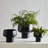 Acquah Indoor Cachepot