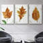 Autumn Leaf Study I - Ensemble de 3 cadres photo simples sur toile-97759149-97759148