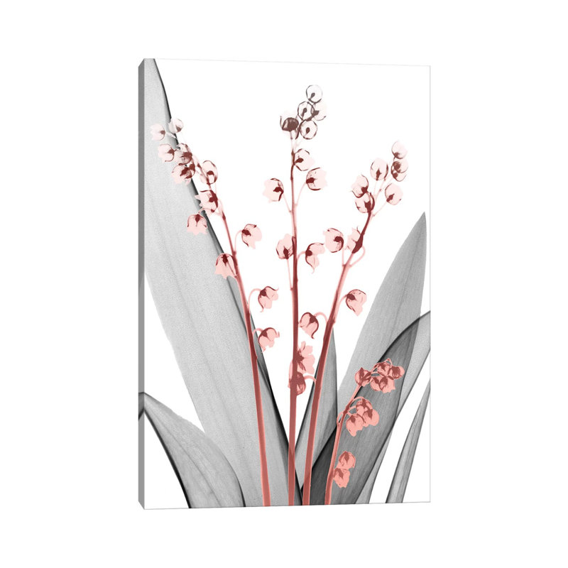 Lily Of The Blush II by Albert Koetsier - Wrapped Canvas Print, 20.32 cm H x 30.48 cm W