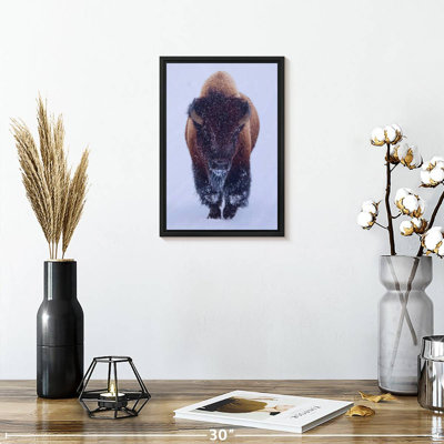 Bison In Snow