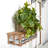 Pothos Ledge Plant Silk Plant