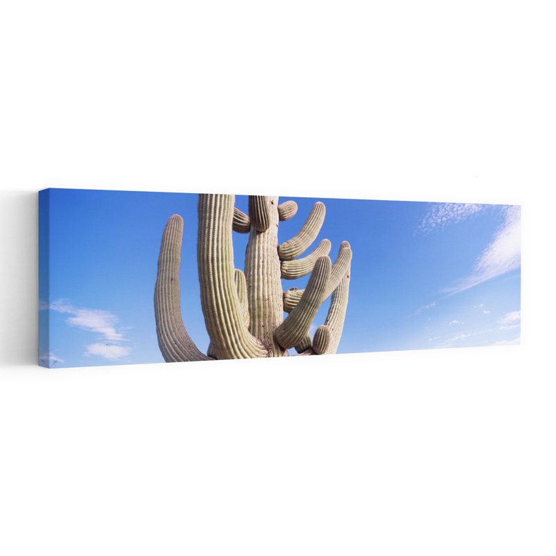 Low Angle View Of A Saguaro Cactus Saguaro National Park Tucson Pima County Arizona USA by Dan Merkel - Wrapped Canvas Panoramic Print