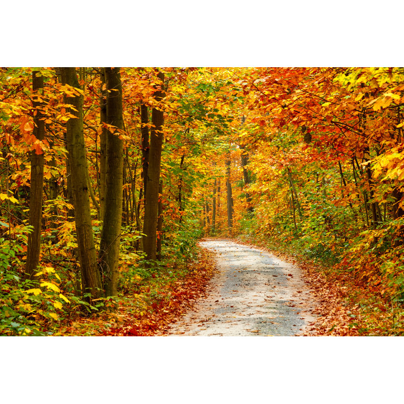 Autumn Forest - Wrapped Canvas Print, 30cm H x 46cm W x 3.8cm D