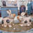 Animals Figurines & Sculptures-70564278