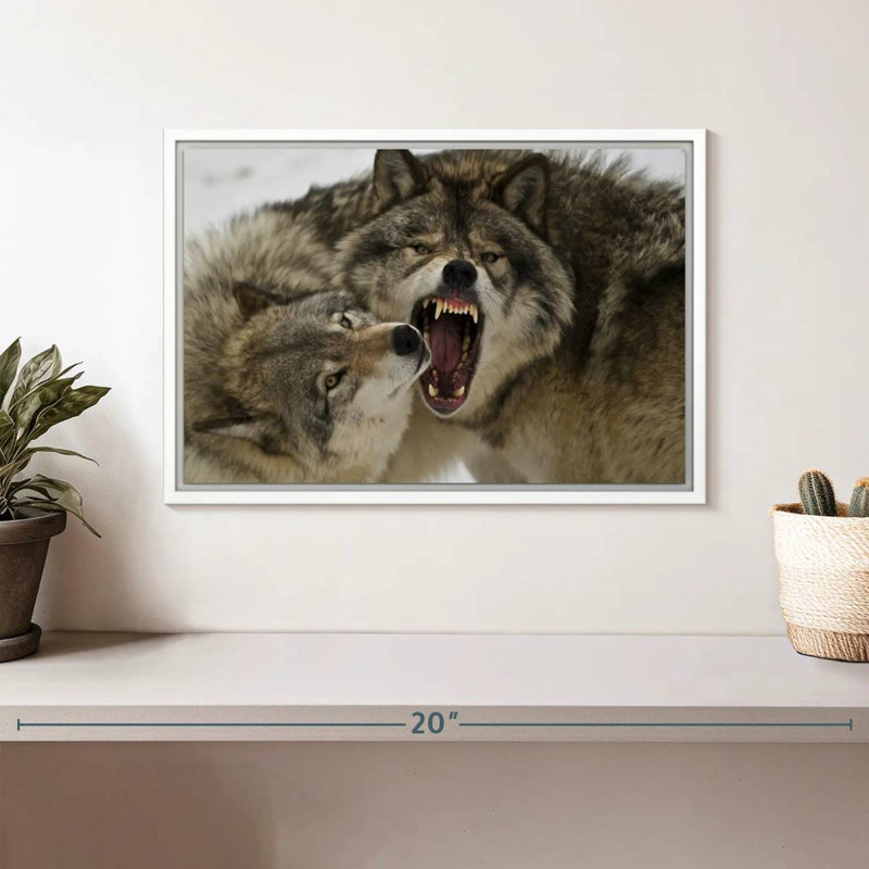 Combat de loups, Cadre flottant blanc, 37 po x 25 po