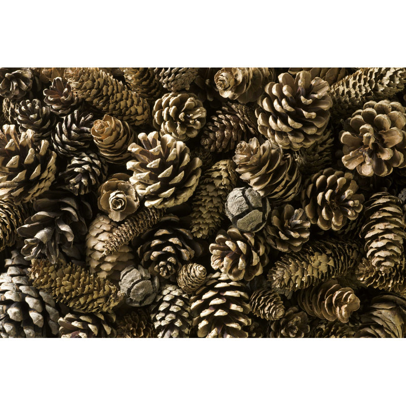 Pinecones - Photographie sur toile tendue, H 32 po x l 48 po