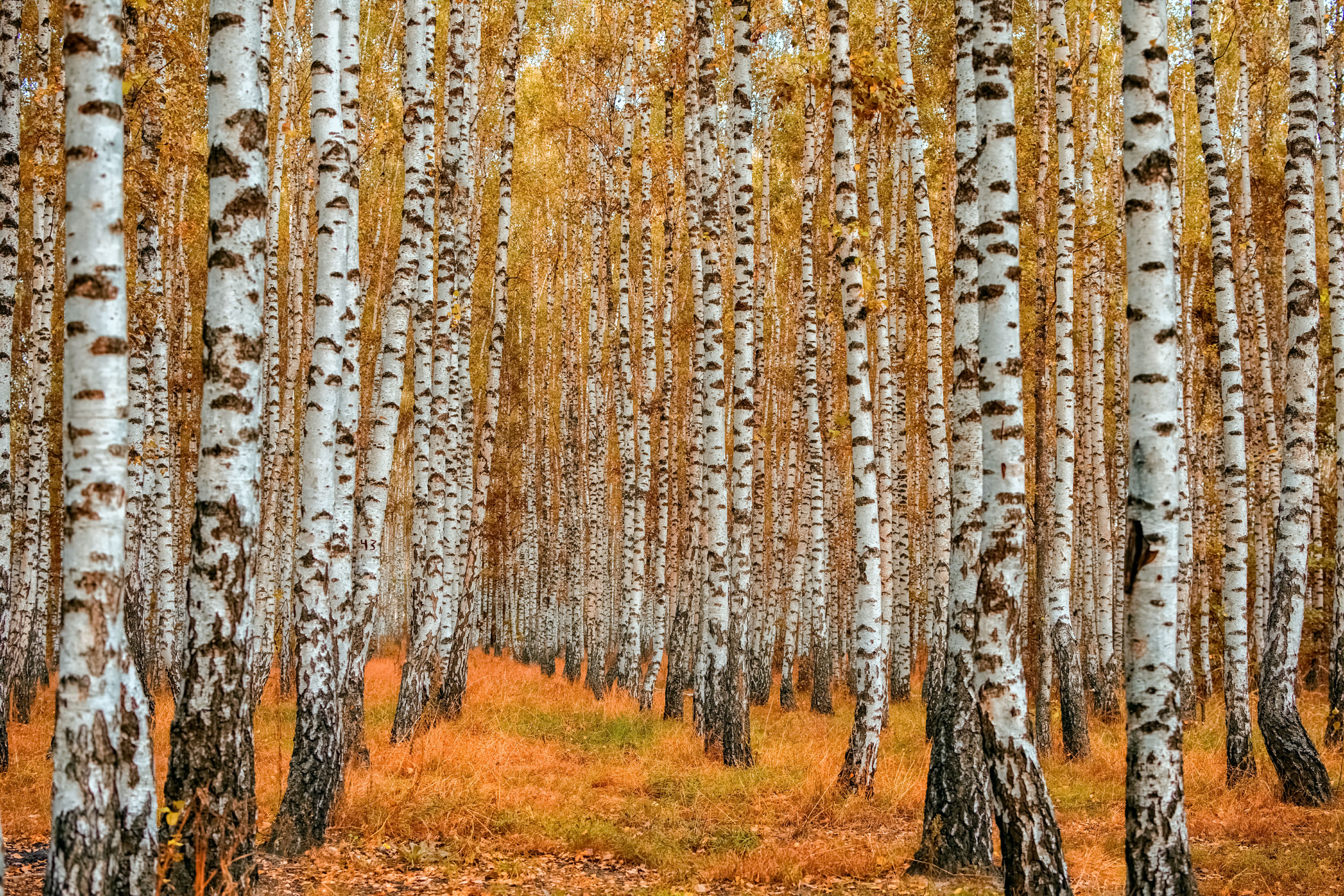 Millwood Pines Autumn Birch Forest - Wrapped Canvas Photograph | Wayfair