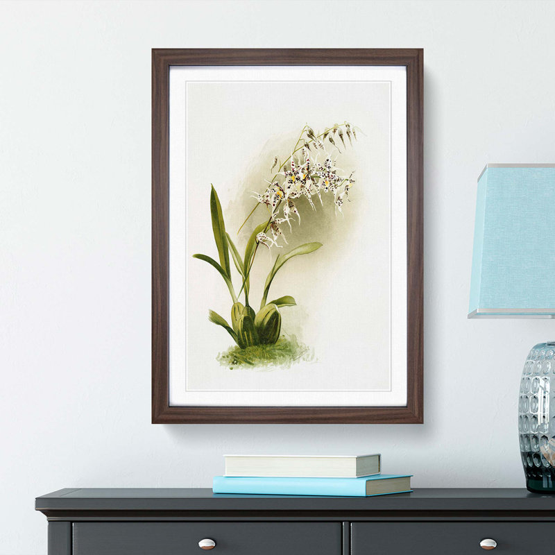 Magnolia Flowers Illustration Tab. 44 by Frederick Sander - Picture Frame Painting Print, Walnut, 76cm H x 50cm W x 2cm D