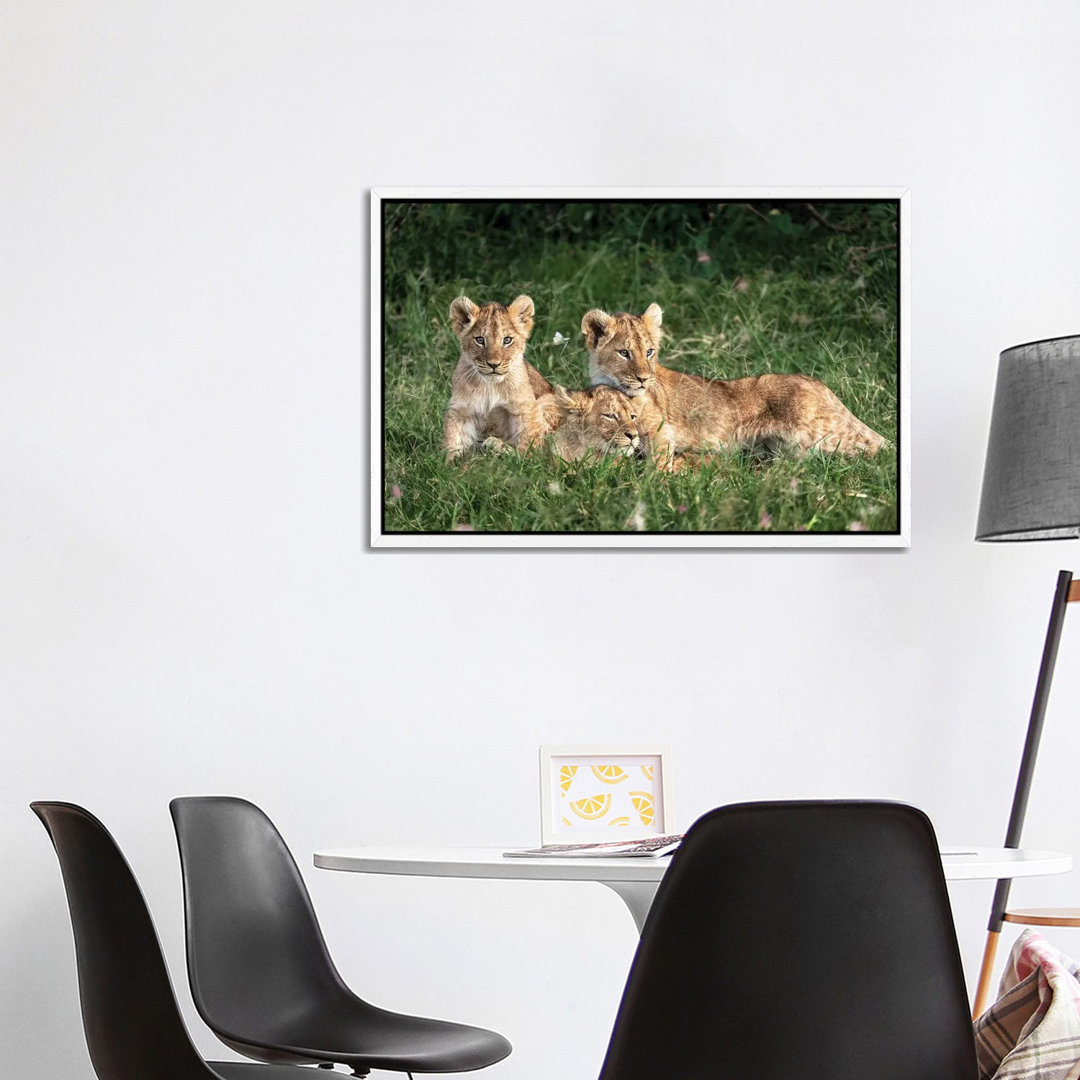 Three Cute Lion Cubs In Kenya Africa Grasslands von Susan Richey - Gallery-Wrapped Canvas Giclée on Canvas