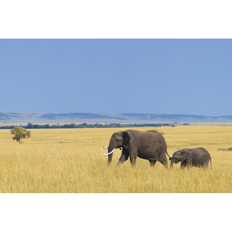 African Elephant With Calf by Anagramm - Wrapped Canvas Print, 30.48cm H x 45.72cm W