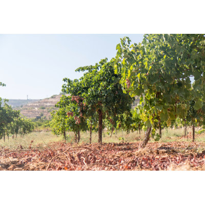 Julesburg Julesburg Vineyard - Wrapped Canvas Print