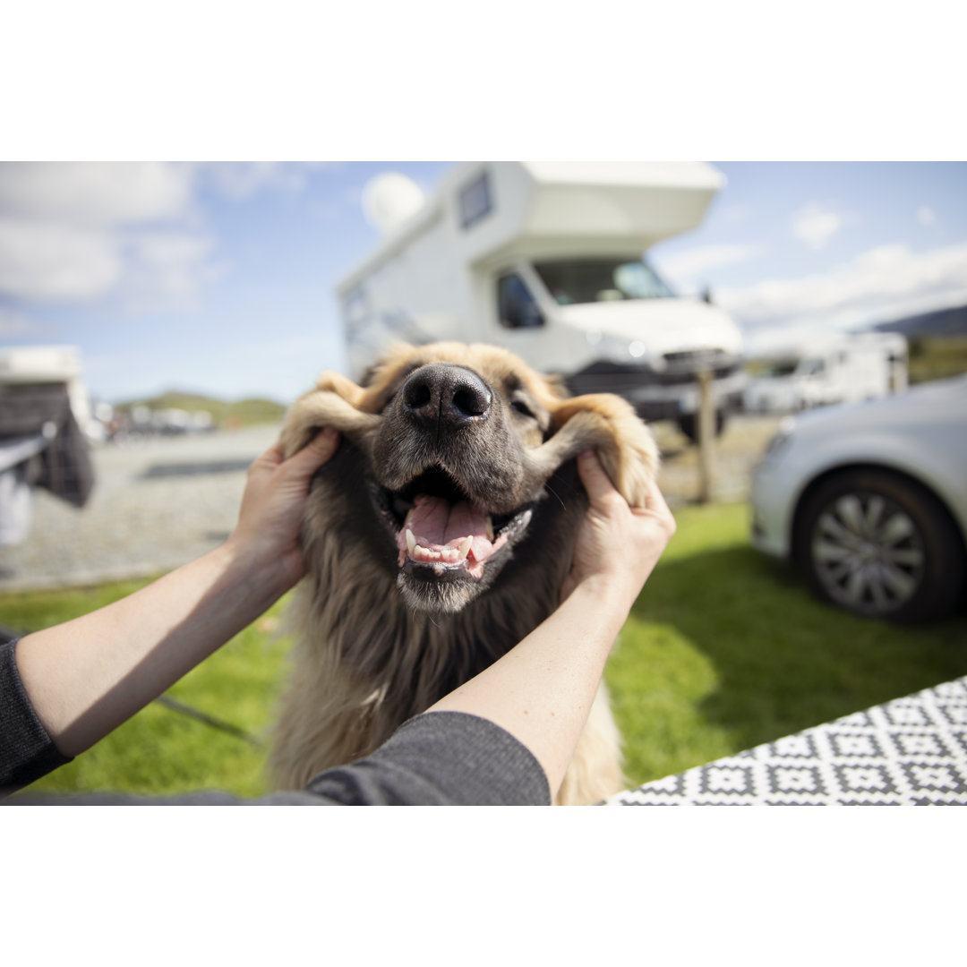 Leinwandbild Happy and Smiling Leonberger Dog on a Campsite von Angela Buser