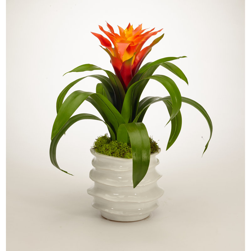 Bromeliad Floral Arrangement in Pot, Orange