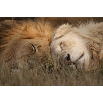 Lions mâles